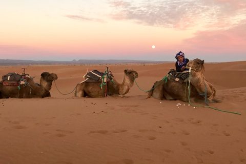 Dromedare ruhen in der Dämmerung im Sand, während der Mond aufgeht