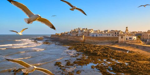 Möwen fliegen über die Stadtmauern und die Küste von Essaouira