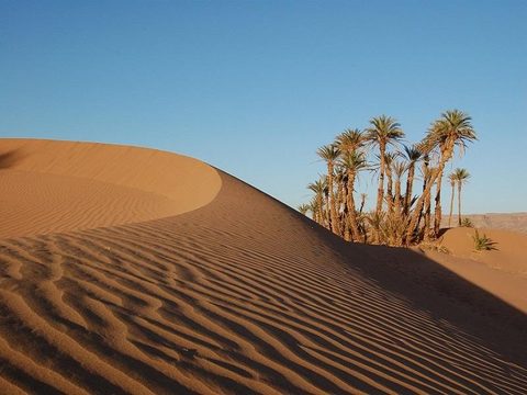 Sanddüne und Palmen in der Wüste